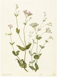 Bladder Senna and Sticky Catchfly