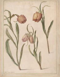 Study of Three Fritillaries, 1683