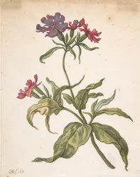 Study of a red catchfly Lychnis hirsuta, 1680