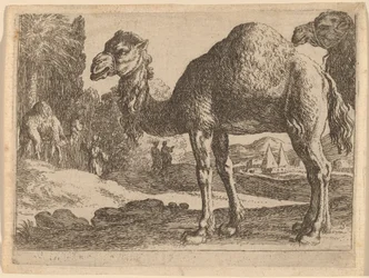Camels