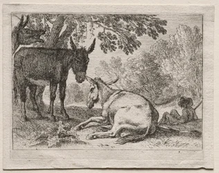 Donkeys