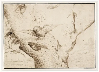 The Owl