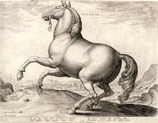 Gallicus from the Series Horses from the Stable of Don Juan of Austria