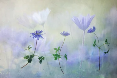 Dreamy Blue Anemones
