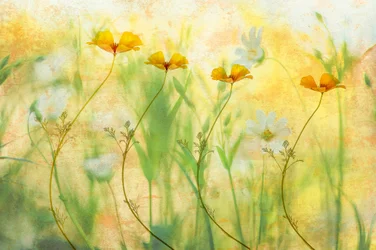 Dreamy Summer Flowers