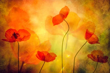 Glowing Poppies Dream