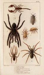 Amardille of the shops, the Sascopte of the scabies, the Tarantula, the Araignee of scaves, the Mygale, the Scorpio. 