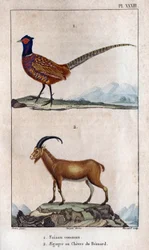 Common pheasant and Bezoard