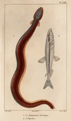 Electric Gymnonote and Eperlan. Fauna des Médecins ou histoire des animaux et de leurs produits par Hippolyte Cloquet - Volume 6 - 1825