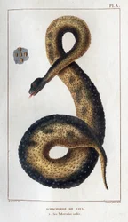 Java Acrochord. Its Insulated Tubers. Fauna of Doctors or History of Animals and Their Products by Hippolyte Cloquet - Volume 6 - 1825