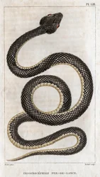 Representation of the Trigonocephale - Spearhead: Reptile