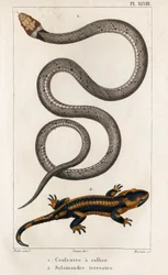 The Collared Snake, Land Salamander. Fauna of Doctors or History of Animals and Their Products by Hippolyte Cloquet - Volume 6 - 1825
