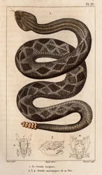 The Rattlesnake Will Drink, Anatomical Details of His Head. Fauna of Doctors or History of Animals and Their Products by Hippolyte Cloquet