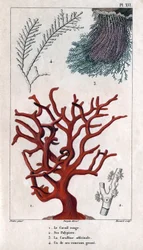 The Red Coral, its Polypiers, the Coralline officinale, one of the coarse branches. in 