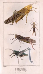 The Senegal Grasshopper, Passage Grasshopper, Grasshopper, Great Pierce-ear. Fauna des Médecins ou histoire des animaux et produits par Hippolyte Cloquet - Volume 6 - 1825