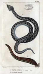The Ordinary Viper, its Mouth Open with its Fangs a Venom, the Officinale Sangue. 