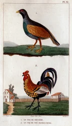 The rooster of Bruyere and the rooster of our low courses, from Fauna of the Doctors or History of Animals and Their Products by Hippolyte Cloquet, Volume 6, 1825