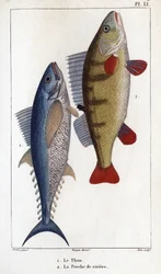 Tuna and River Perch. Fauna of Doctors or History of Animals and Their Products by Hippolyte Cloquet