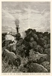 A herd of ten or twelve thousand buffalo barred the track, from Around the World in Eighty Days by Jules Verne