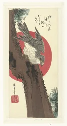 Hawk on Pine Tree