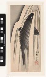 Carp Swimming Upstream Against a Waterfall