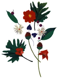 A flower that makes you imagine Christmas
