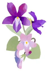 Viola Mandshurica