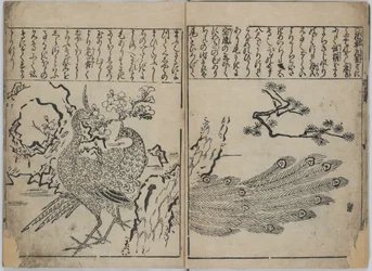 A Collection of Flowers and Birds