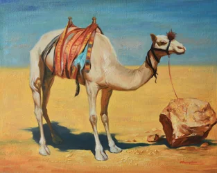 Tethered Desert Camel