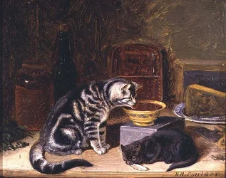 Two Cats
