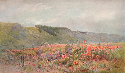 The Valley of Poppies