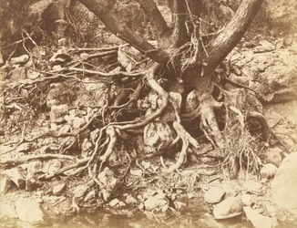 Tree with Tangle of Roots, 1853