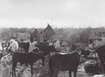 Africa: Cattle kraal on bank of the Bahr el Zeraf