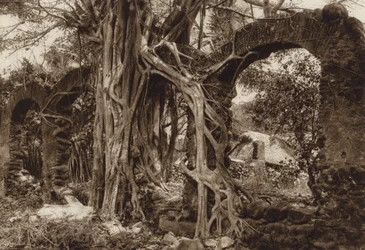 Mexico: Spanish bridge arch with fig tree, Antigua, Veracruz State