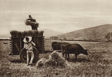 Mexico: Farmers Harvesting Wheat