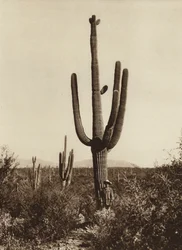 Mexico: "Cereus giganteus" around Magdalena, Sonora State