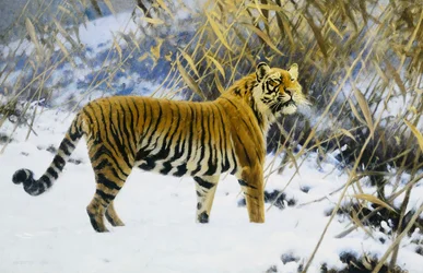 Tiger in a Winter Landscape