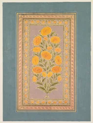 Flowering Marigold
