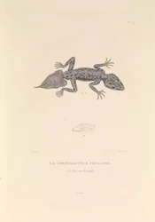 The Gymnodactyle Phyllure