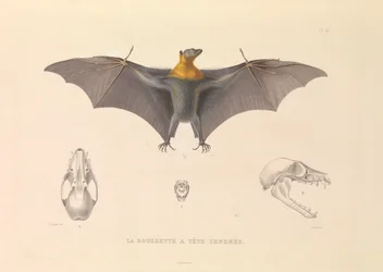 The Hoary Head Rousette