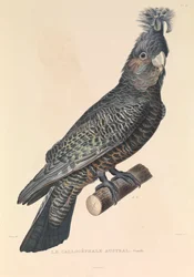 The Australian Callicéphale
