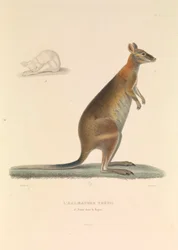 The Halmature Thetis