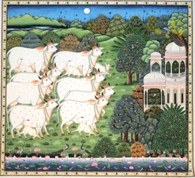 Sacred Cows Moonlit Palace