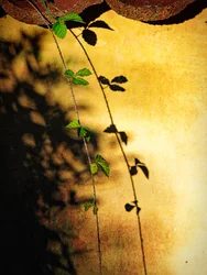 Golden Wall Vine Shadow