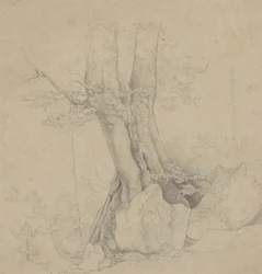 Tree and Rock