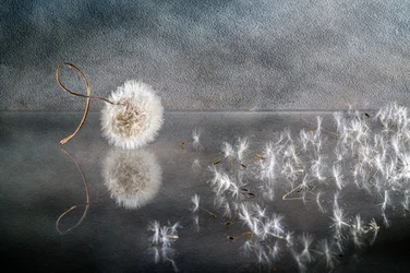 Blown Dandelion Seeds
