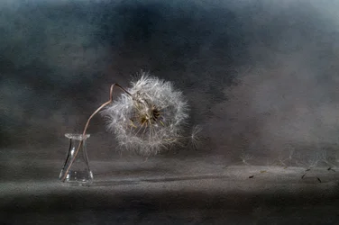 Drifting Dandelion Seeds