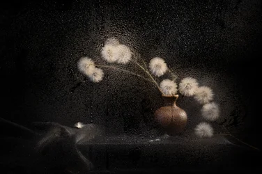 Moody Dandelion Still Life