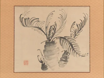 Cycad