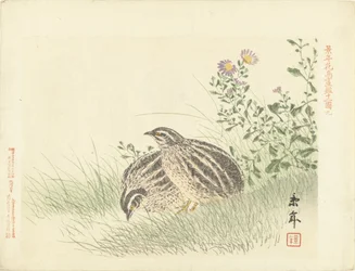 Two Quails
